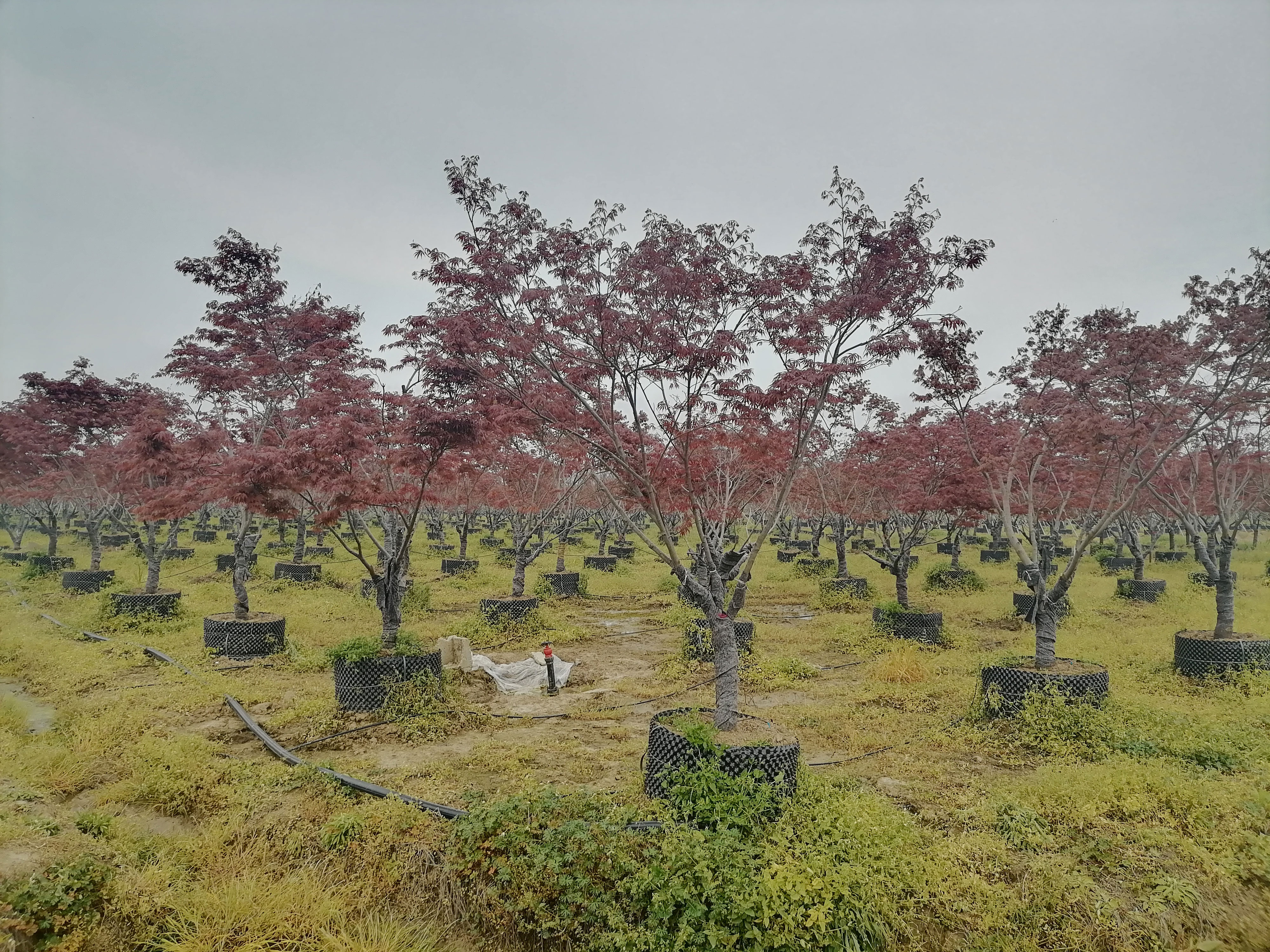 江蘇三葉園林股份有限公司