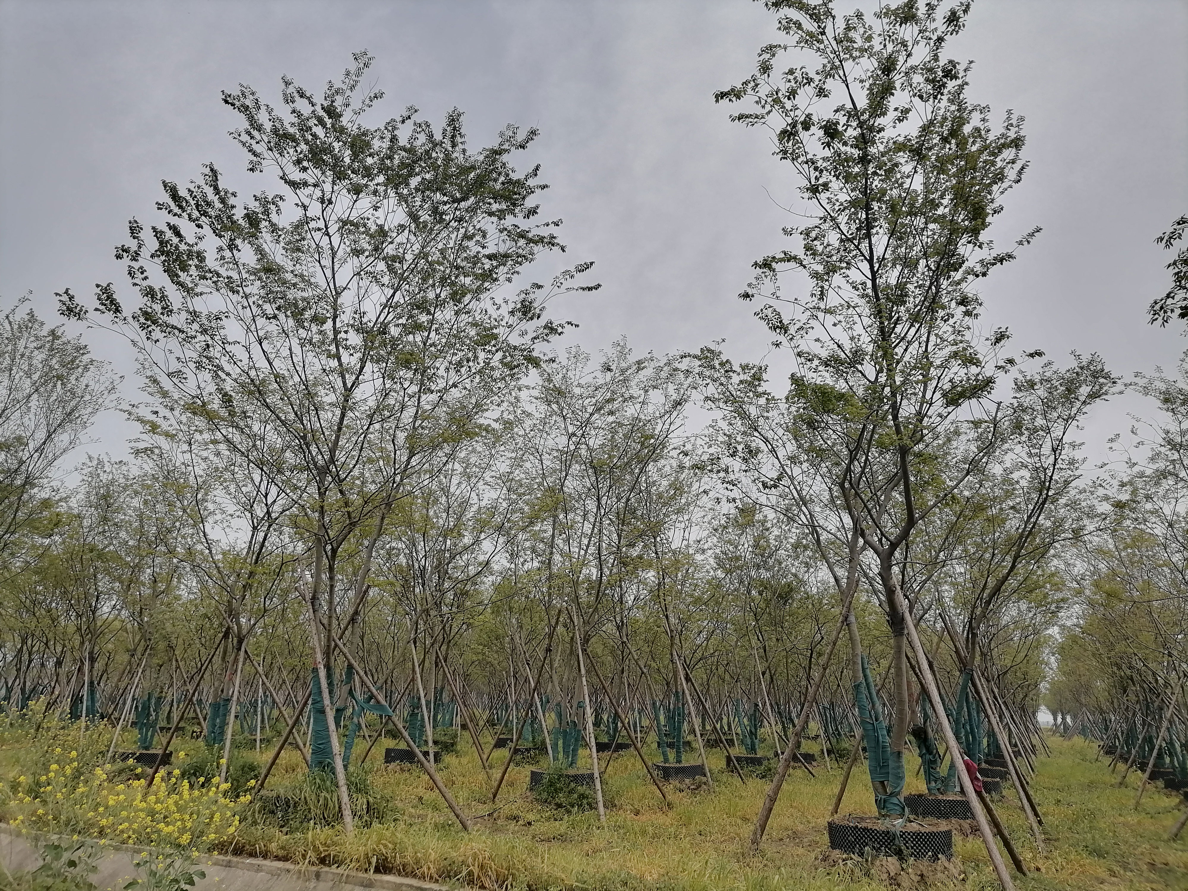 江蘇三葉園林股份有限公司