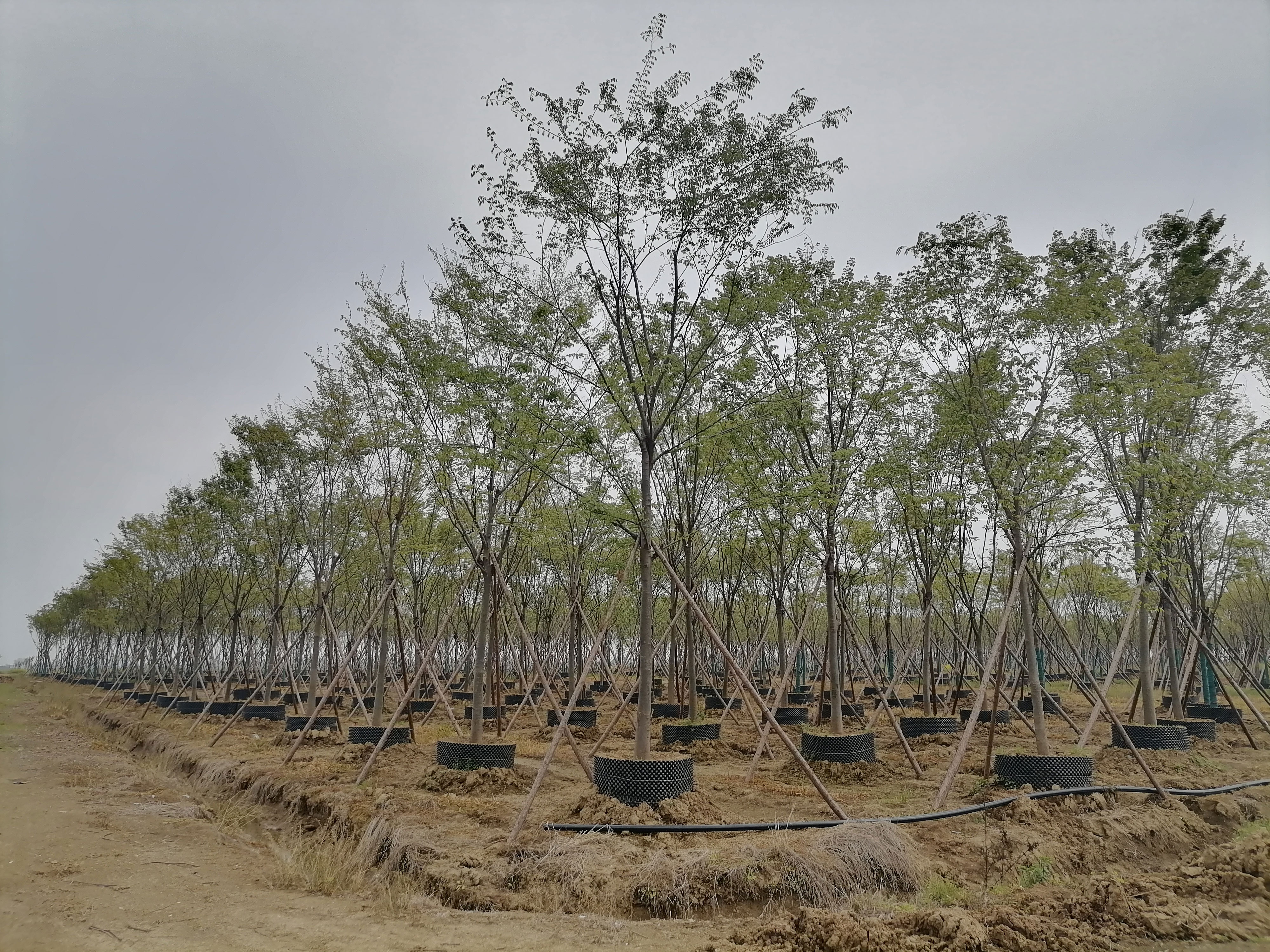 江蘇三葉園林股份有限公司